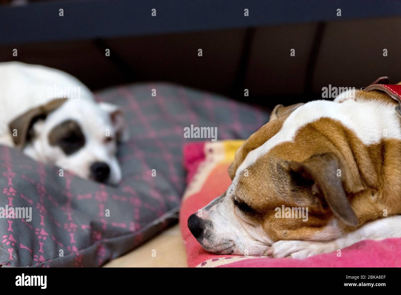Two bull-type dogs rest and play together. White and red dog are lying ...