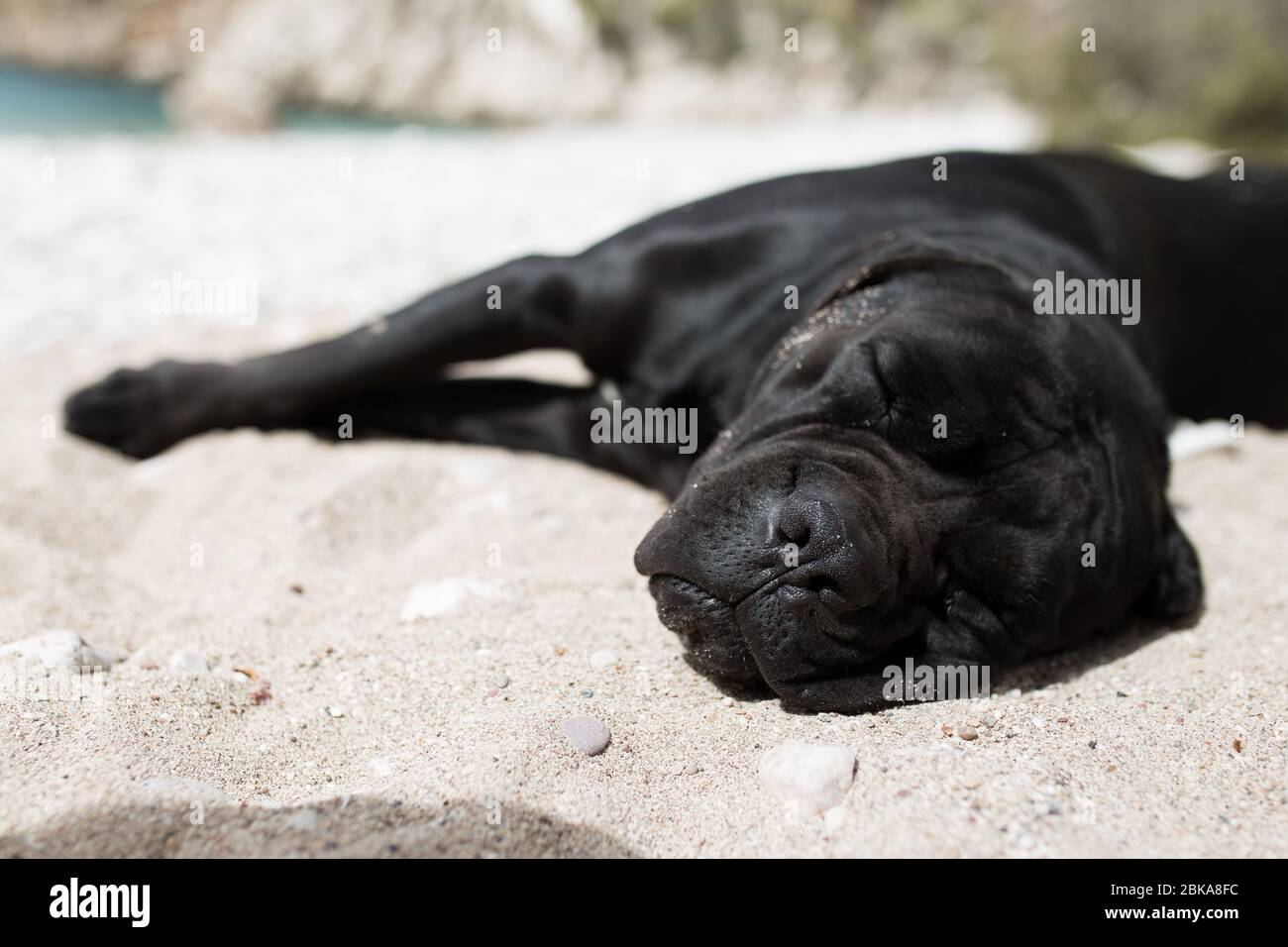 black dog sleeping on the beach Stock Photo
