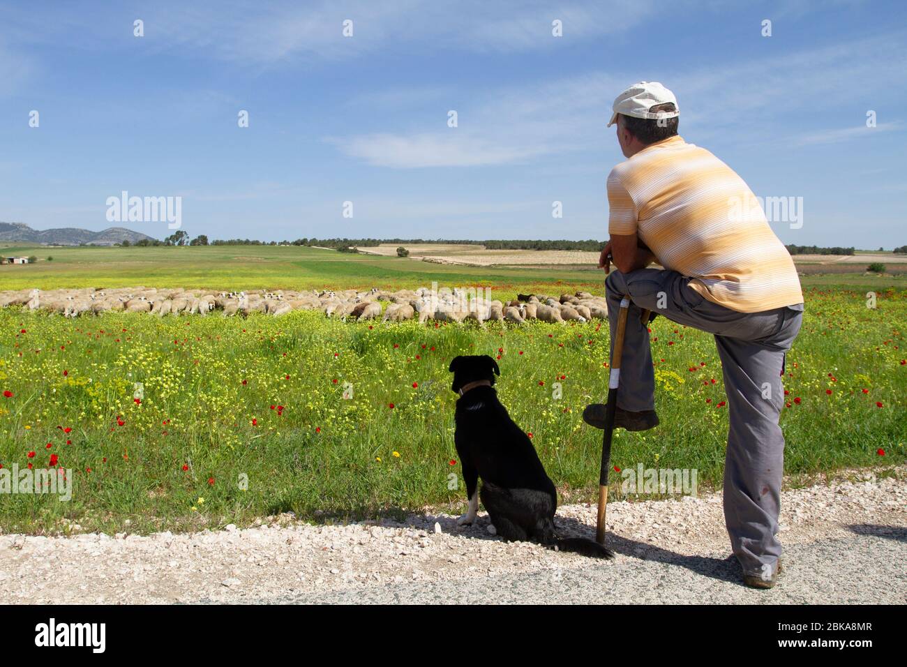 Flock of sheep in the morning in the field under the watchful eye of the shepherd. Stock Photo