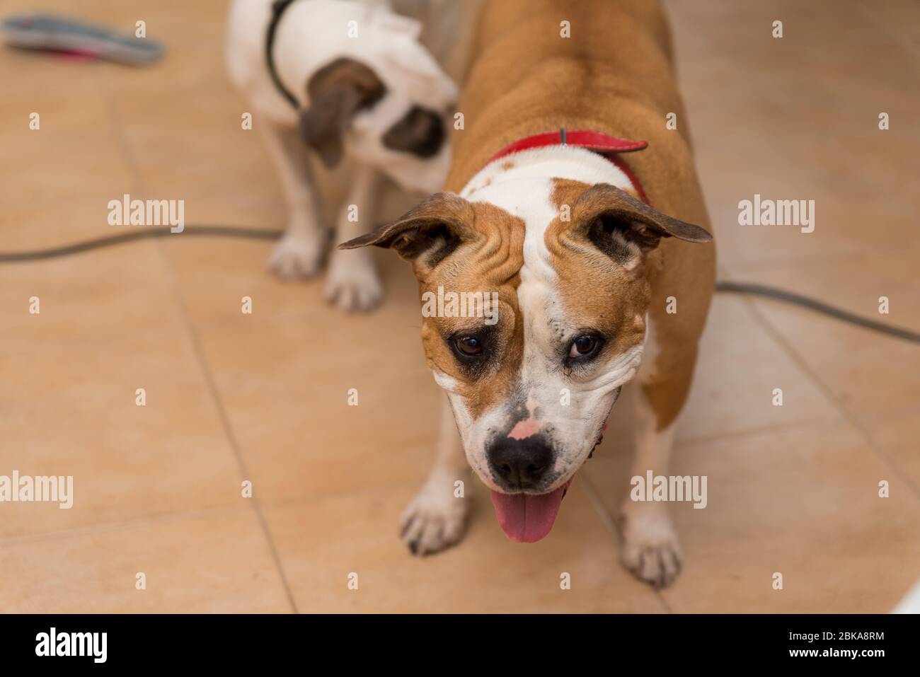 Two bull-type dogs rest and play together. White and red dog are lying ...