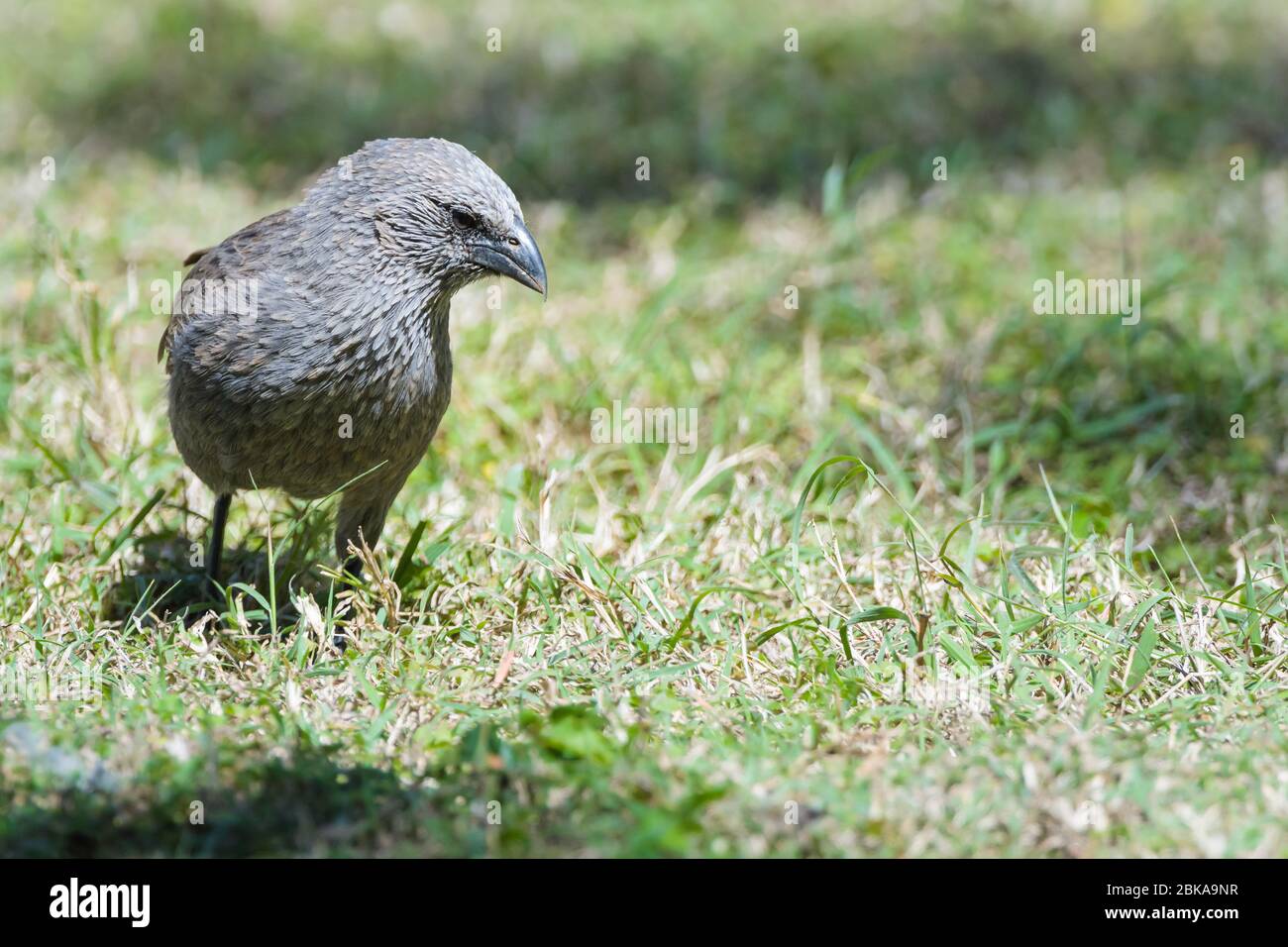 View of an apostle bird also known as the grey jumper, lousy jack walking on a grassy paddock on Amelia Downs in Western Queensland, Australia. Stock Photo