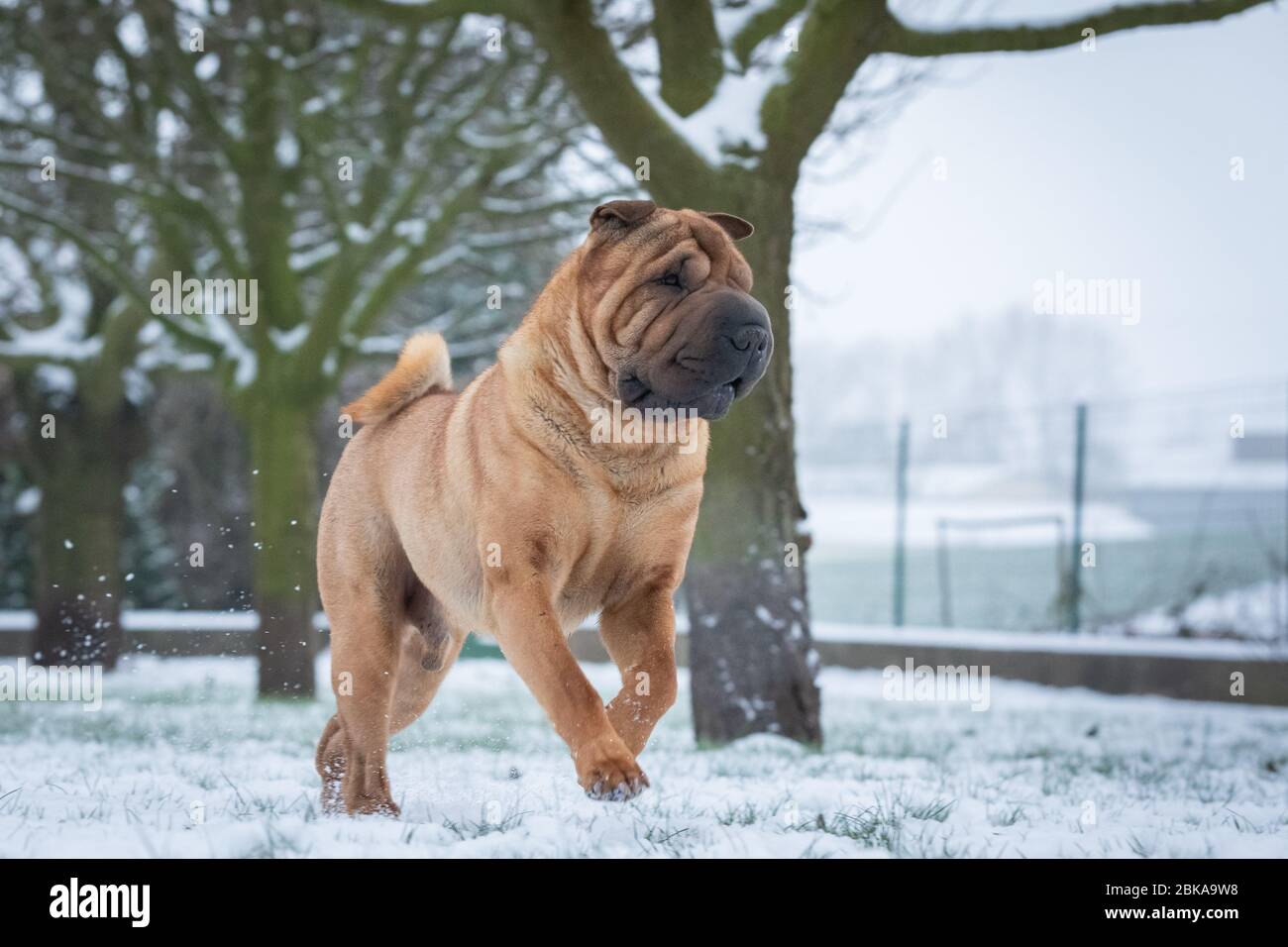 Chinese sharpei and brown background hi-res stock photography and ...