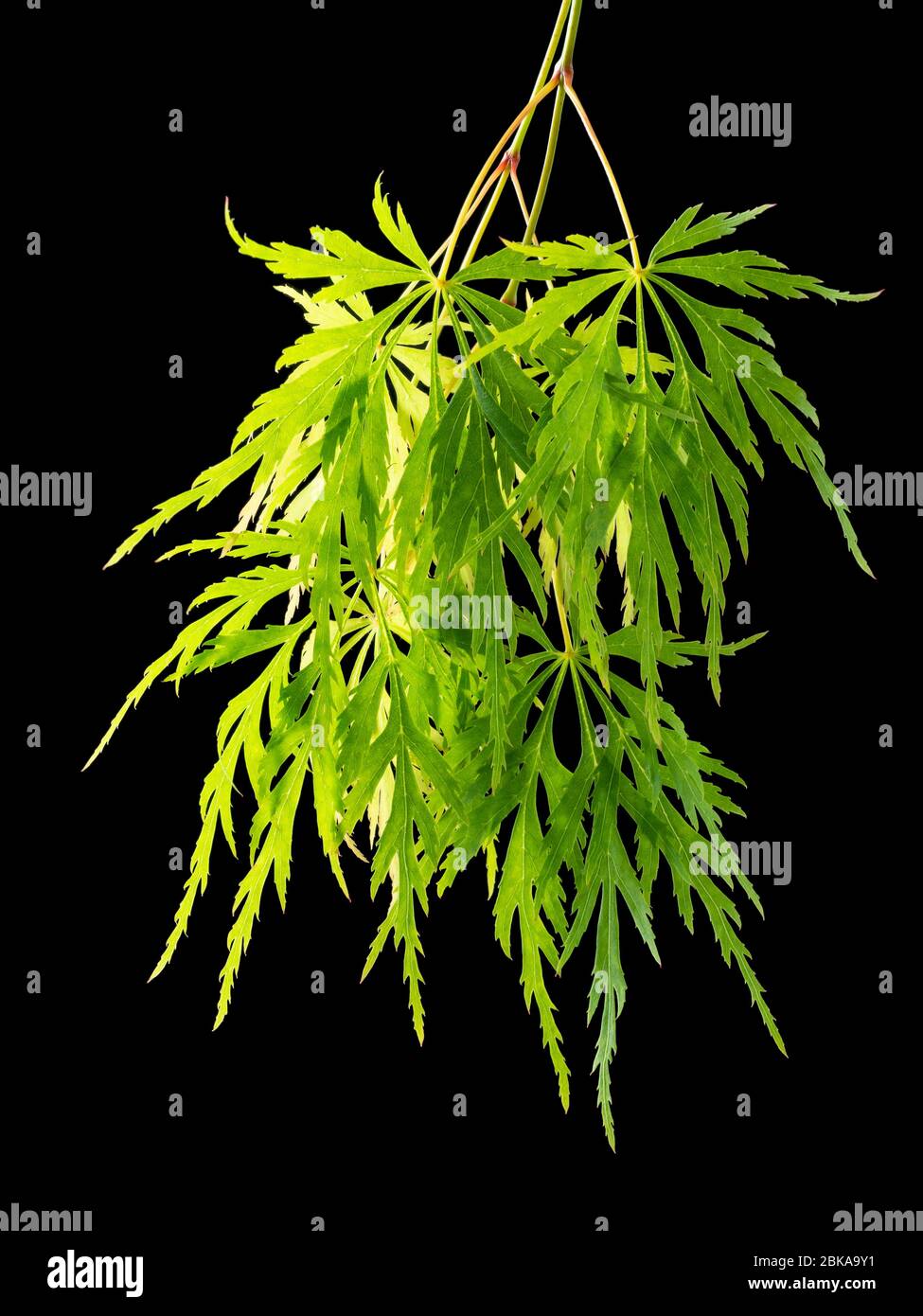 Backlit dissected green leaves of the hardy mounding Japanese maple, Acer palmatum dissectum, on a black background Stock Photo