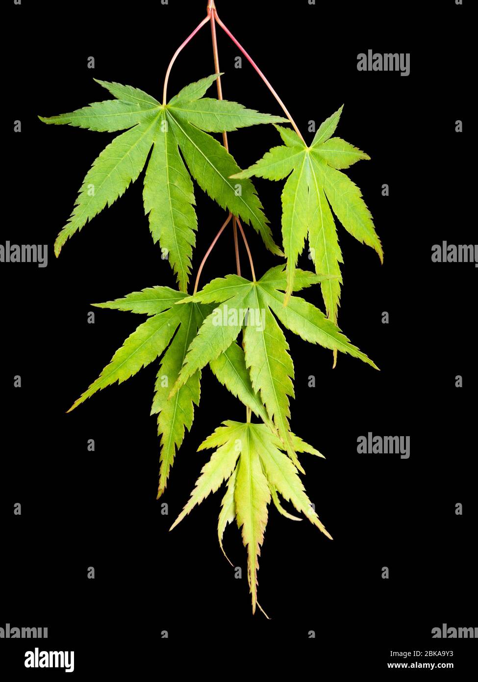 Backlit divided green foliage of the hardy small tree, Acer palmatum, on a black background Stock Photo