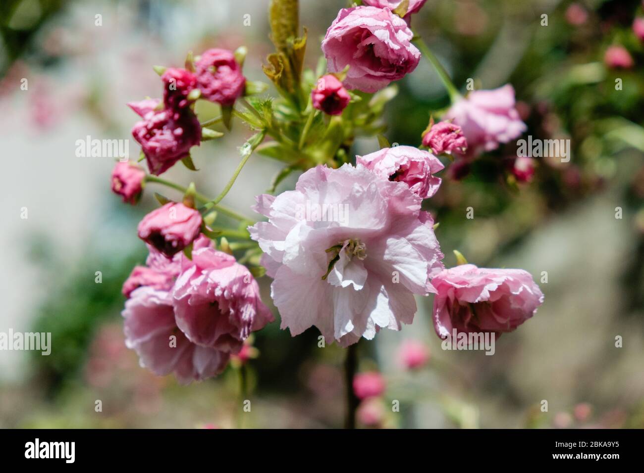 Opening Day Blossoms main image 1