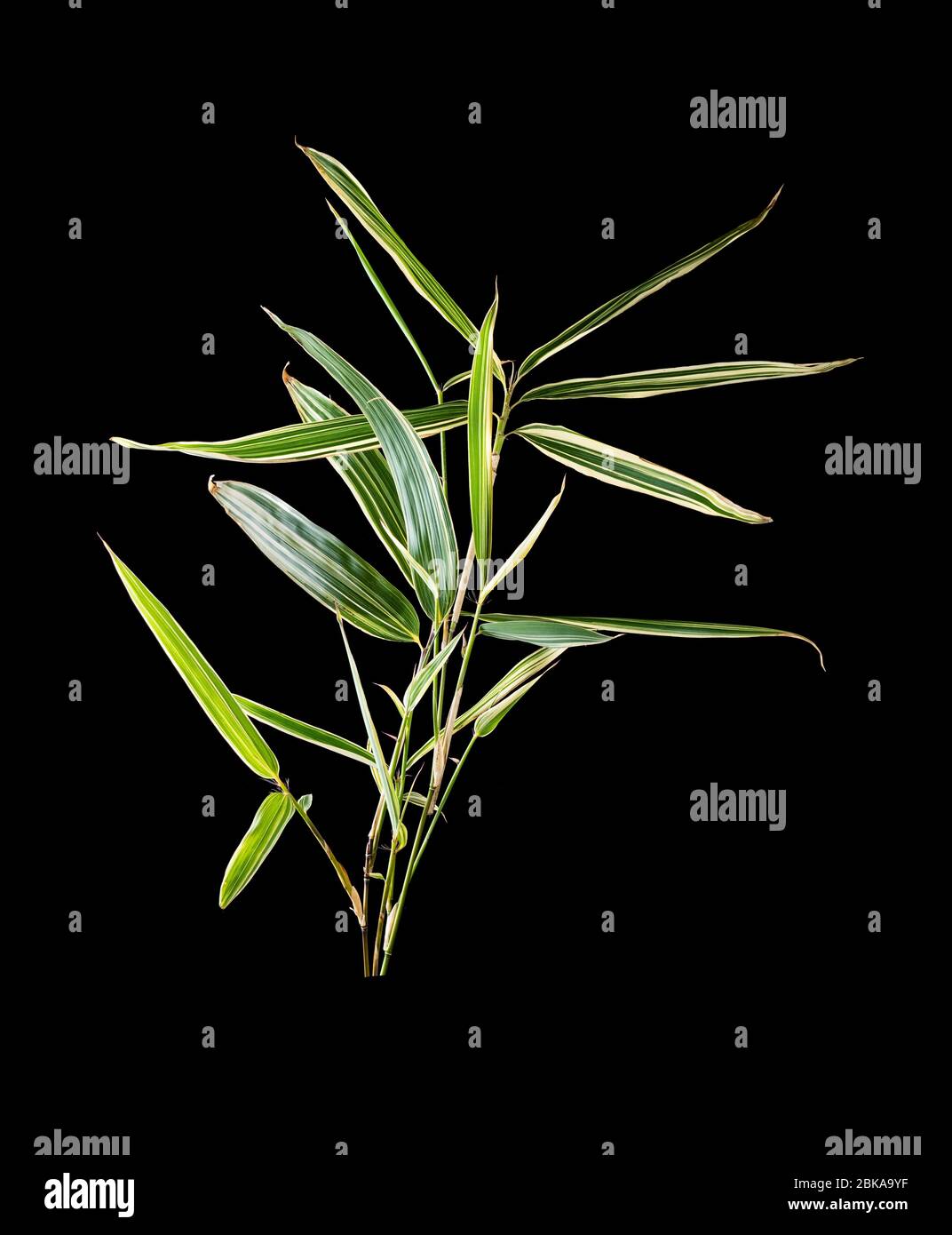 Black bamboo running hires stock photography and images Alamy