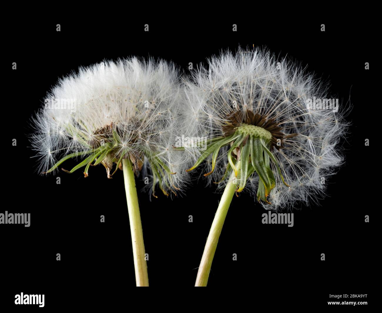 Backlit 'clock' seedheads of dandelion, Taraxacum officinalis, a UK garden weed and wildflower on a black background Stock Photo