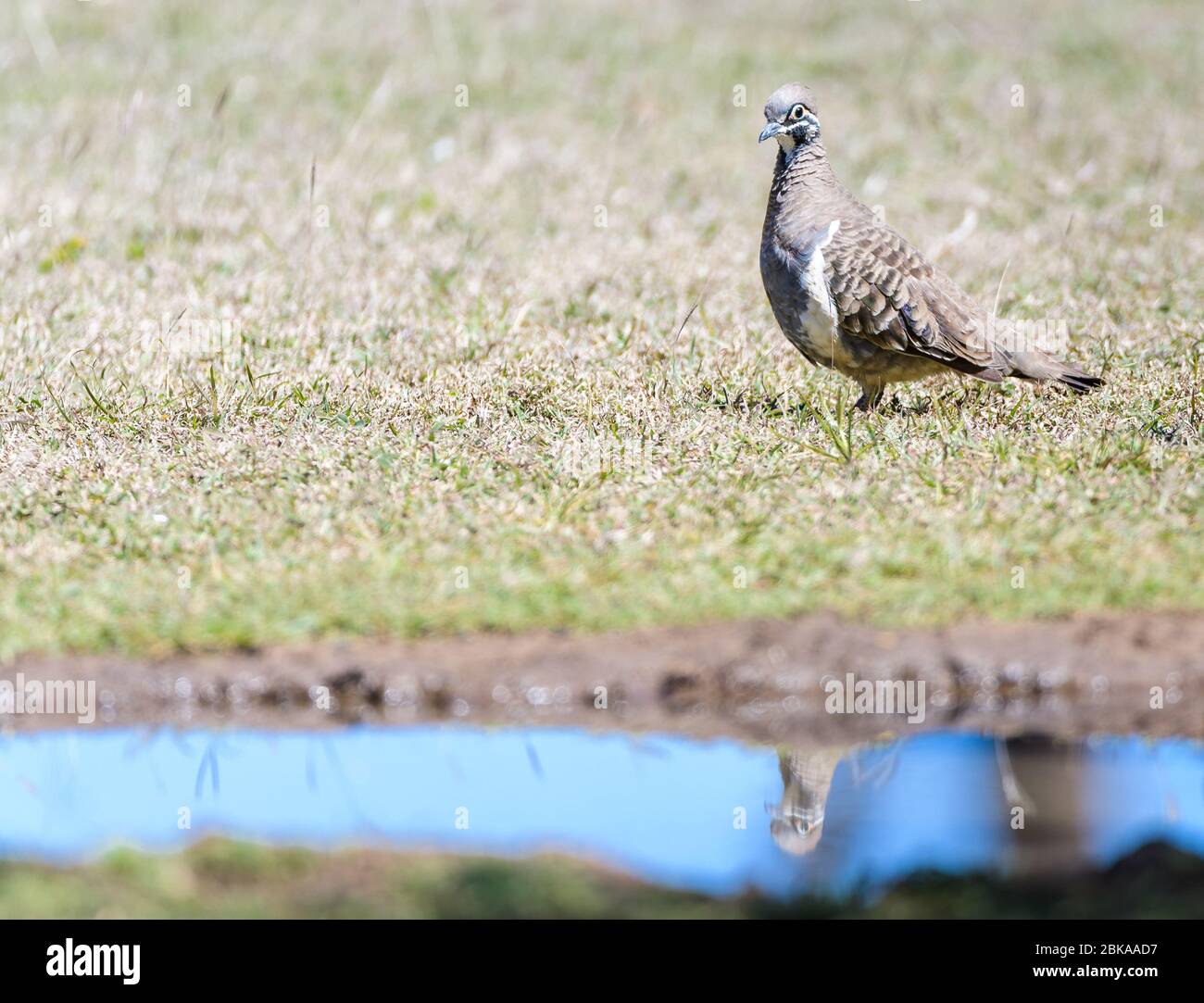 Queensland morph Squatter pigeon approaching a small waterhole on foot with distinctive red eye-patch and black and white face markings. Stock Photo