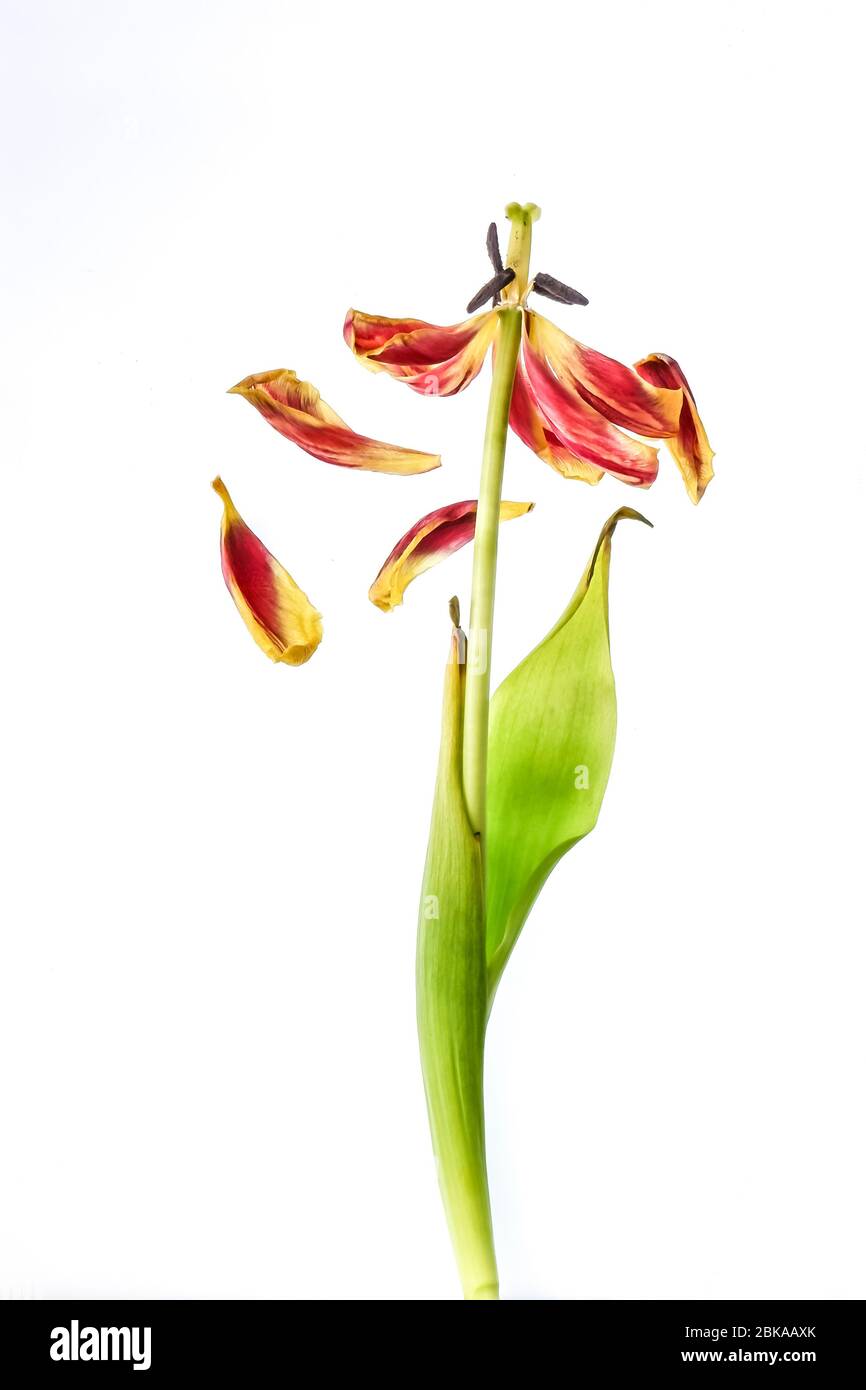 dead and dying red tulip on a white background Stock Photo Alamy