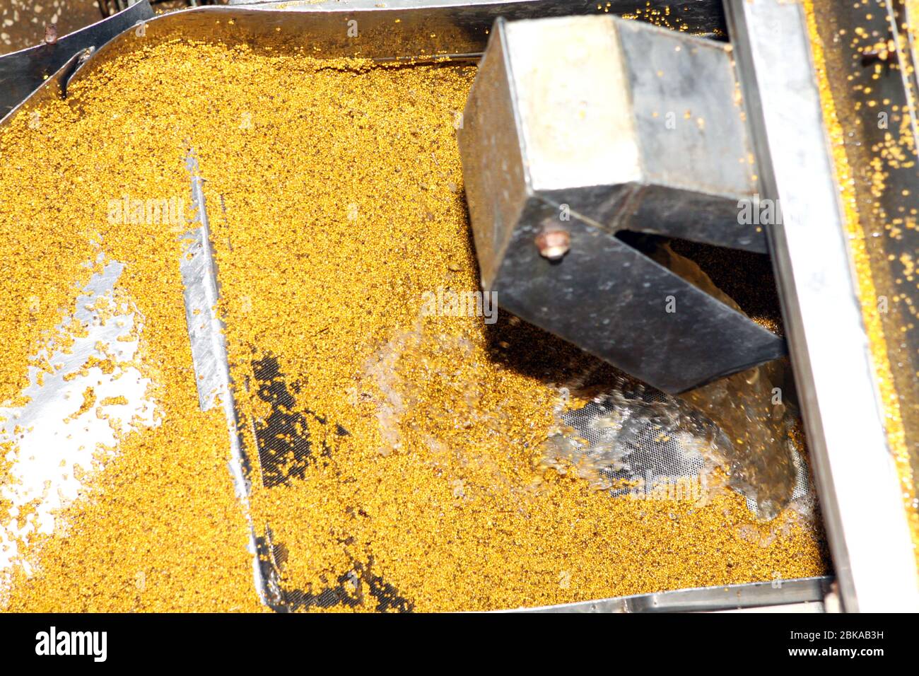 Mustard Powder Factory Making mustard mass from mustard seeds