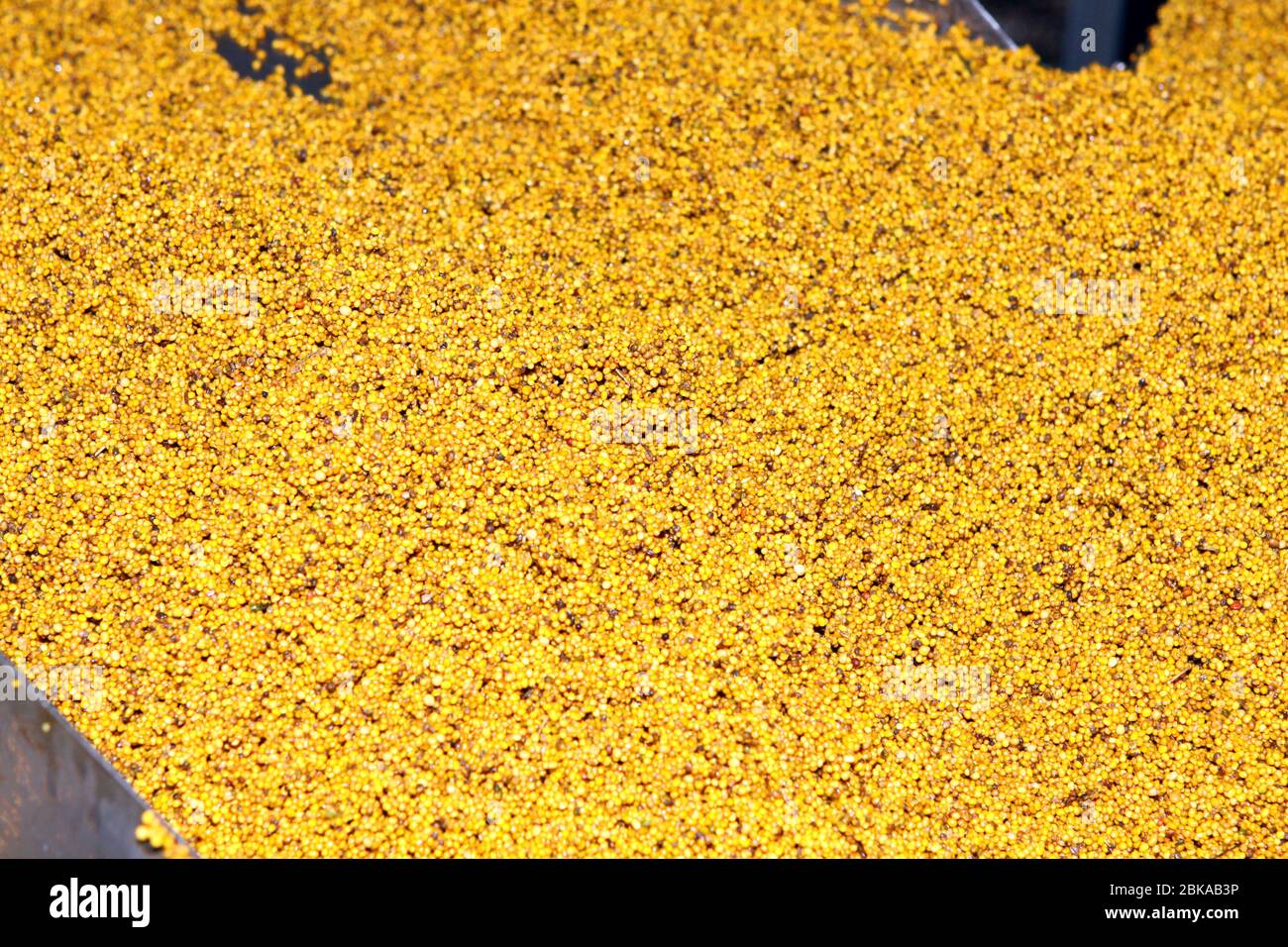 Mustard Powder Factory Making mustard mass from mustard seeds