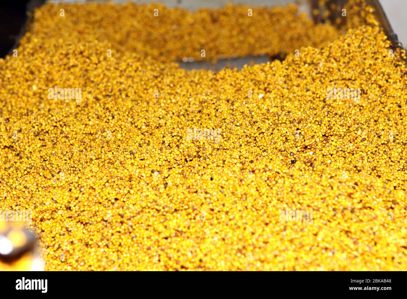 Mustard Powder Factory Making mustard mass from mustard seeds