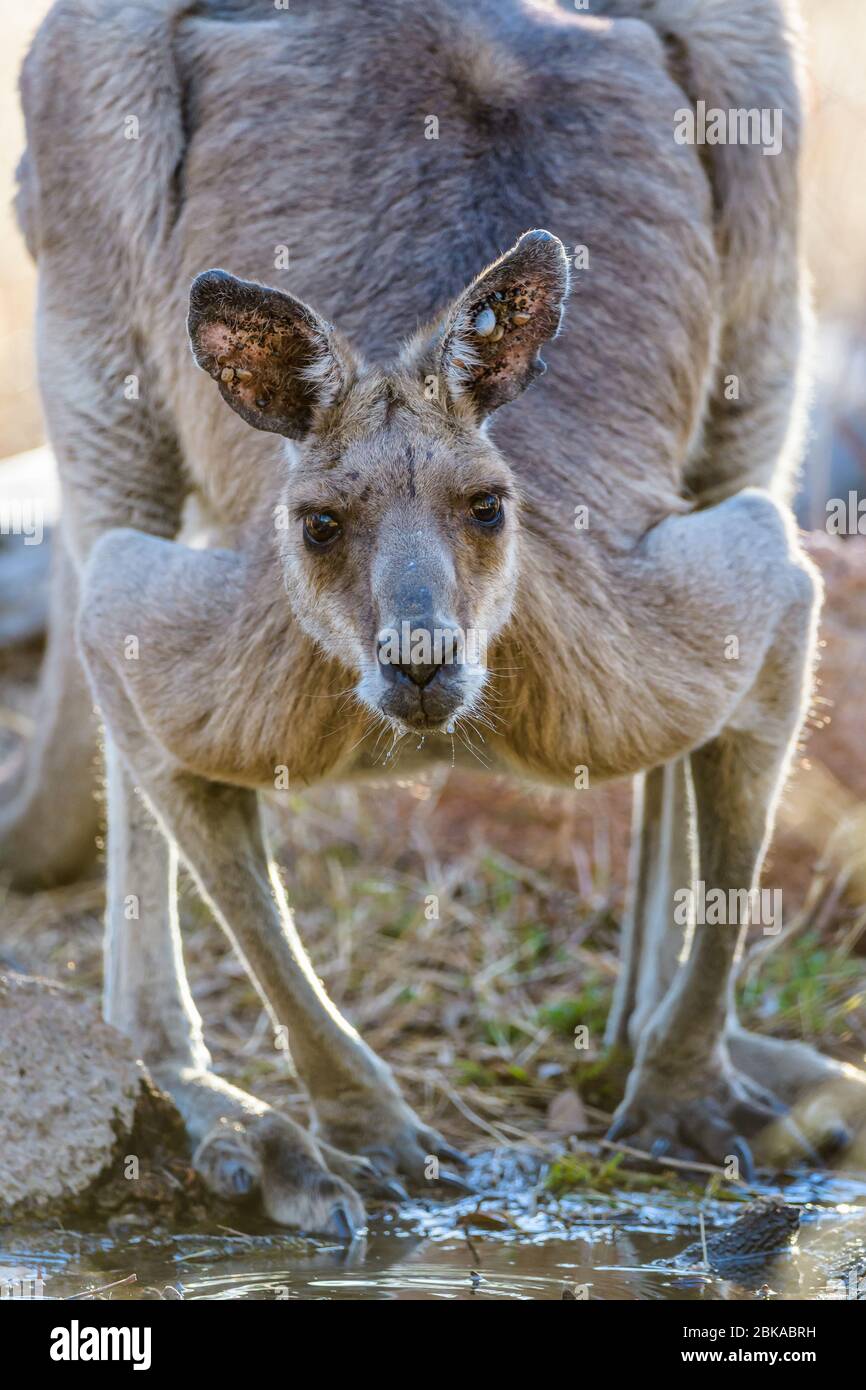 Ears laden with numerous parasitic ticks an eastern grey kangaroo buck or 'boomer' crouches warily to take a drink in an Australian outback waterhole. Stock Photo