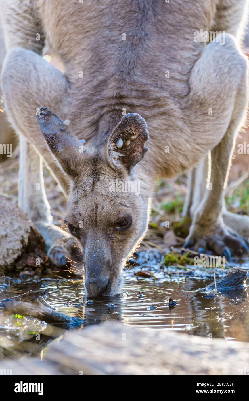 Ears laden with numerous parasitic ticks an eastern grey kangaroo buck or 'boomer' crouches warily to take a drink in an Australian outback waterhole. Stock Photo