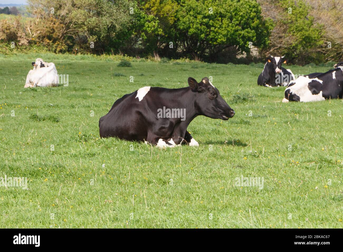 Holstein cow lying down hi-res stock photography and images - Alamy