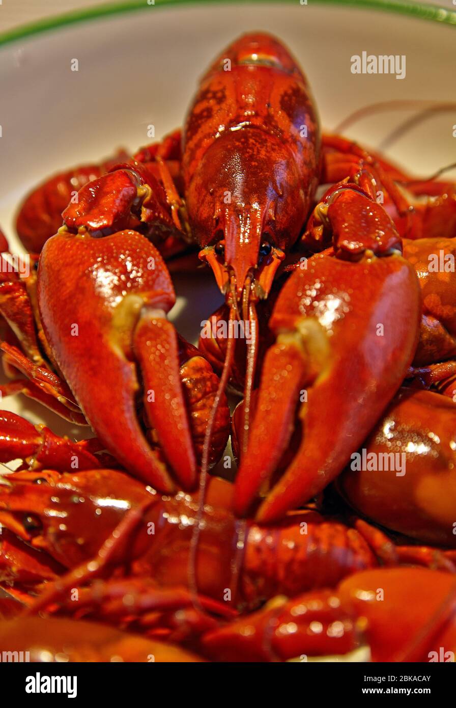 Boiled crayfish close-up, delicious food, diet food Stock Photo
