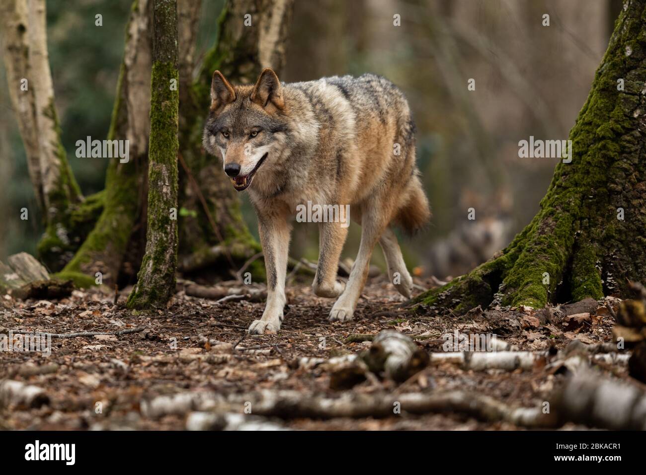 Grey wolf in the forest Stock Photo - Alamy
