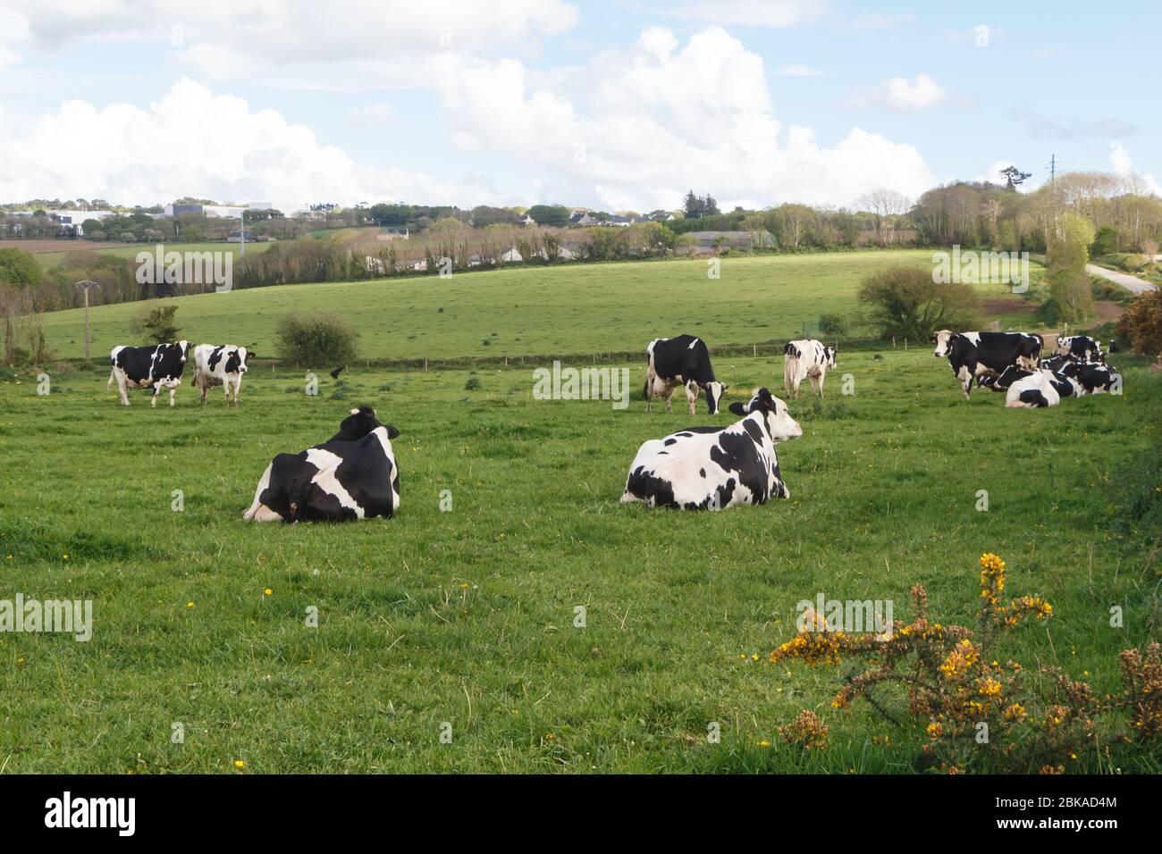 Holstein cows grazing hi-res stock photography and images - Alamy
