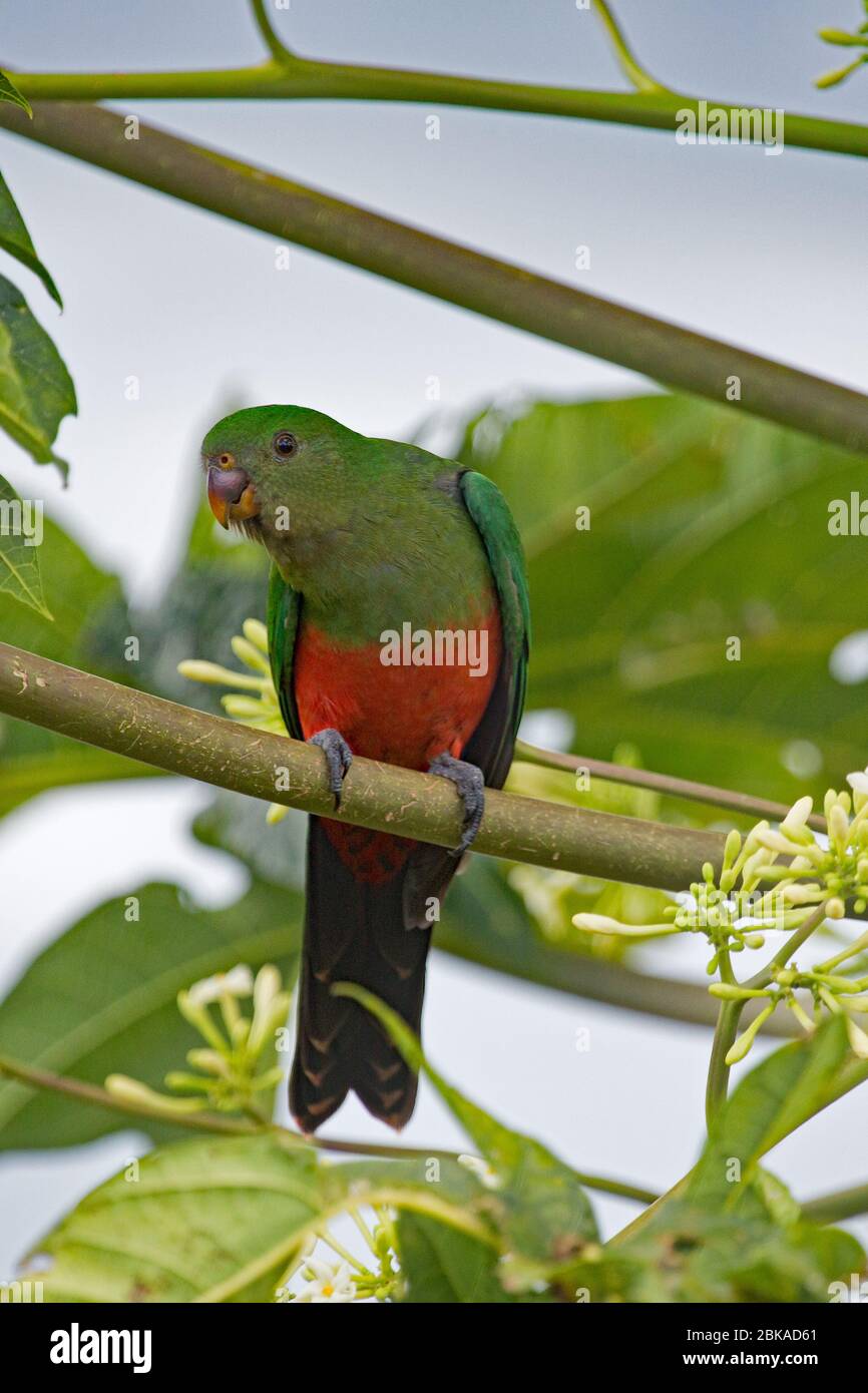 Australian female king parrot sitting. Green