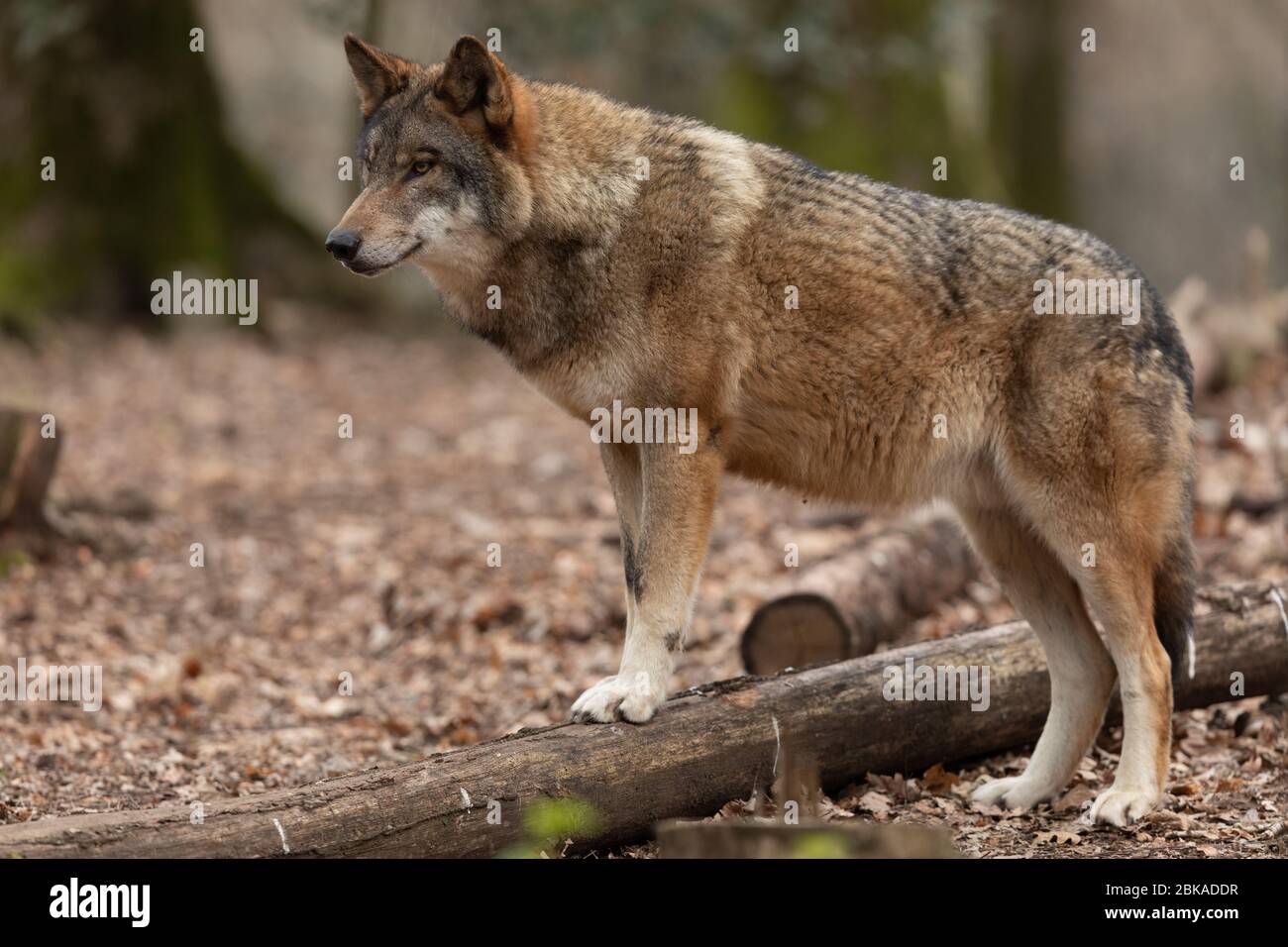 Grey wolf in the forest Stock Photo - Alamy