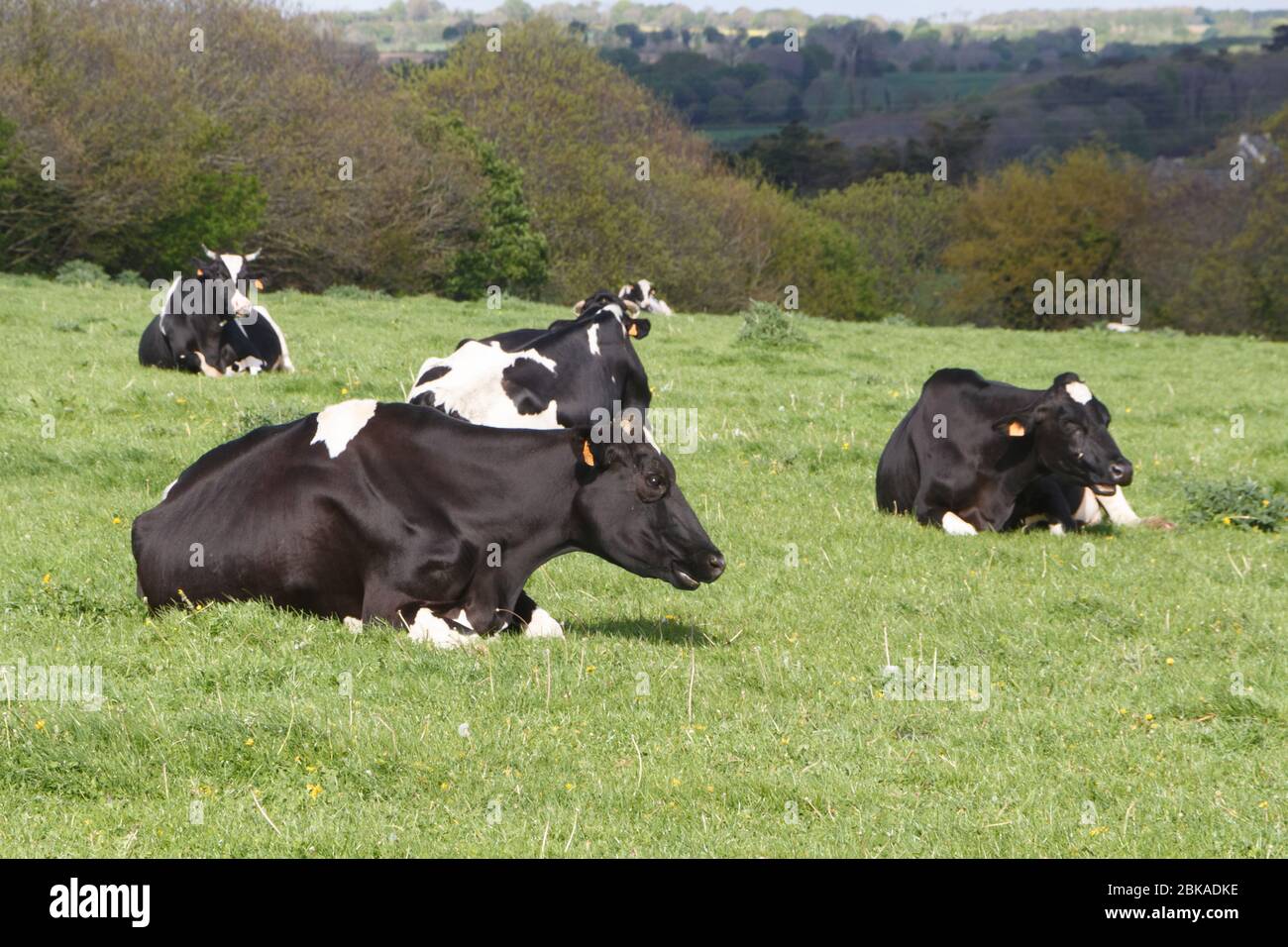 Holstein Cow Lying High Resolution Stock Photography and Images - Alamy