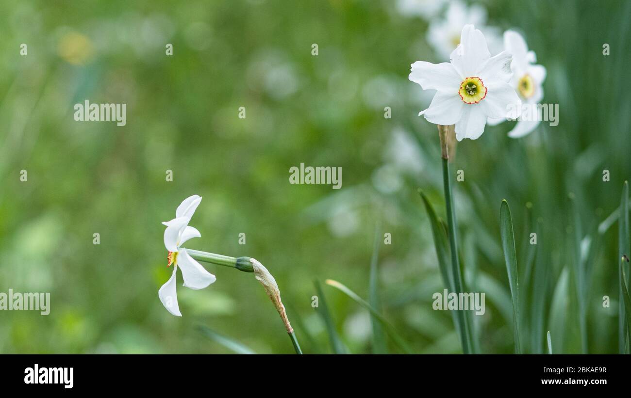 Narcissists in nature. Beautiful white flowers on the flowerbed. Background with spring plants. Stock Photo