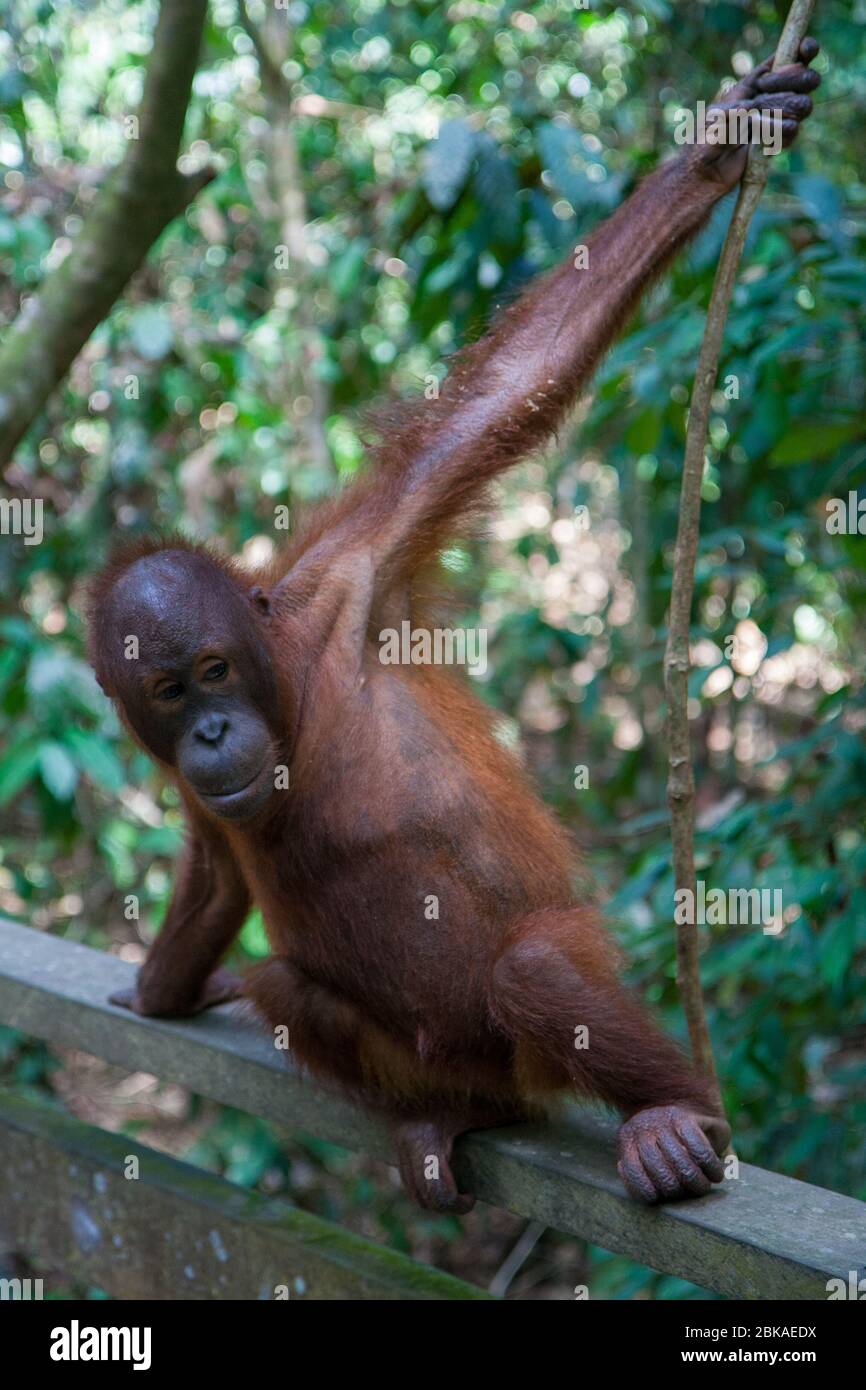 Bornean Orangutan at the Sepilok Orangutan Rehabilitation Centre, Sabah, Malaysia Stock Photo