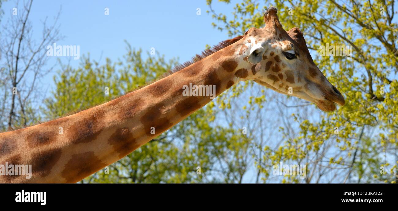 anoramic photo of portrait of giraffe (Giraffa camelopardalis) Stock Photo