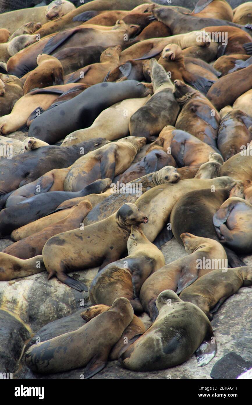 Californian sea lion (Zalophus californianus) colony (haulout) Stock Photo