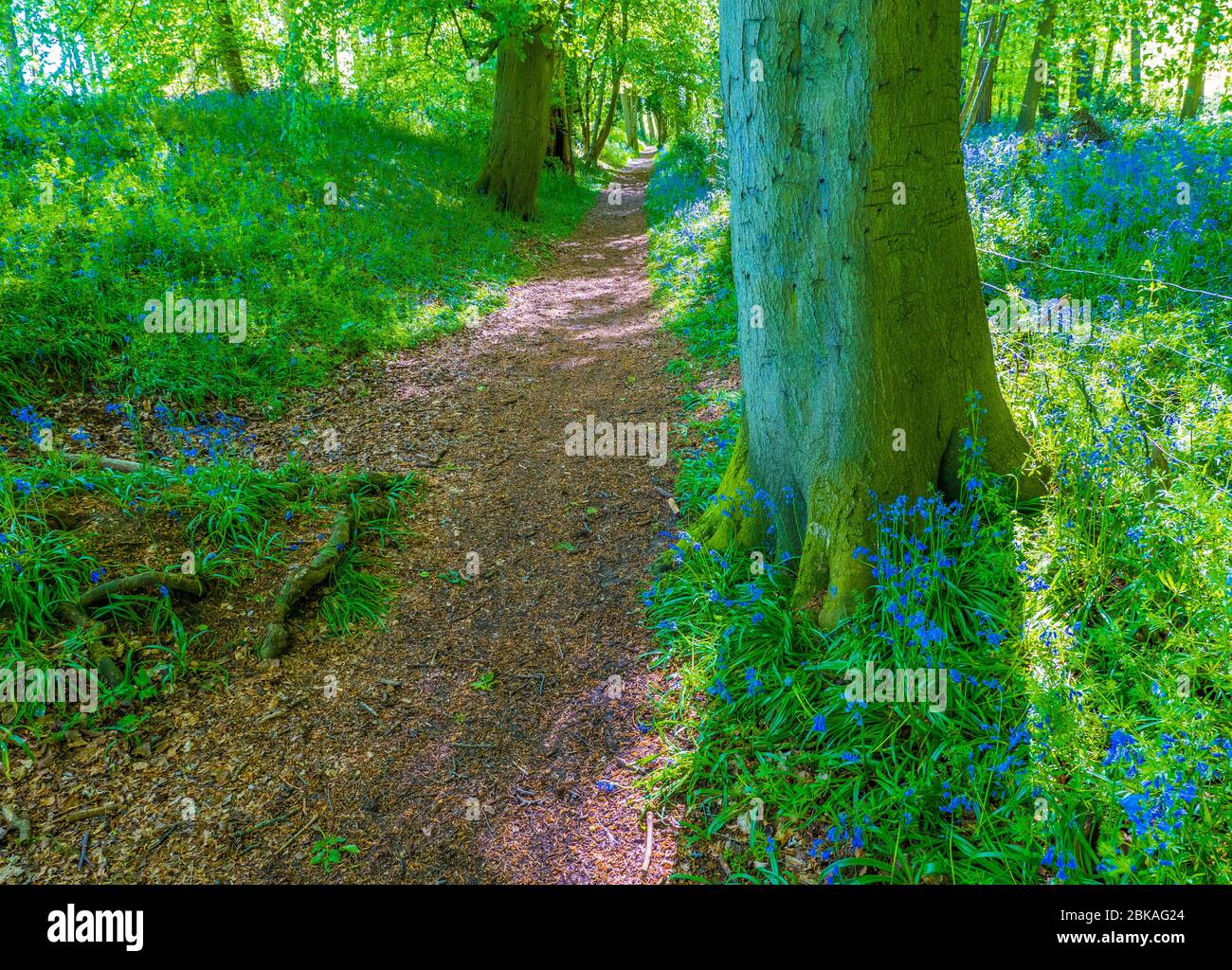 Bluebell Woods at Grims Ditch, The Ridgeway, Oxfordshire, England, UK, GB. Stock Photo