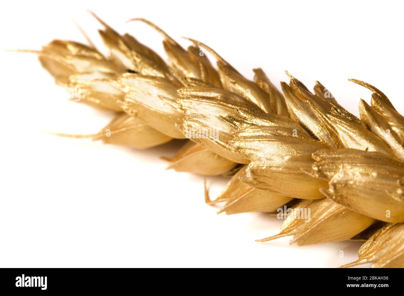 Close up isolated ripe wheat hi-res stock photography and images - Alamy