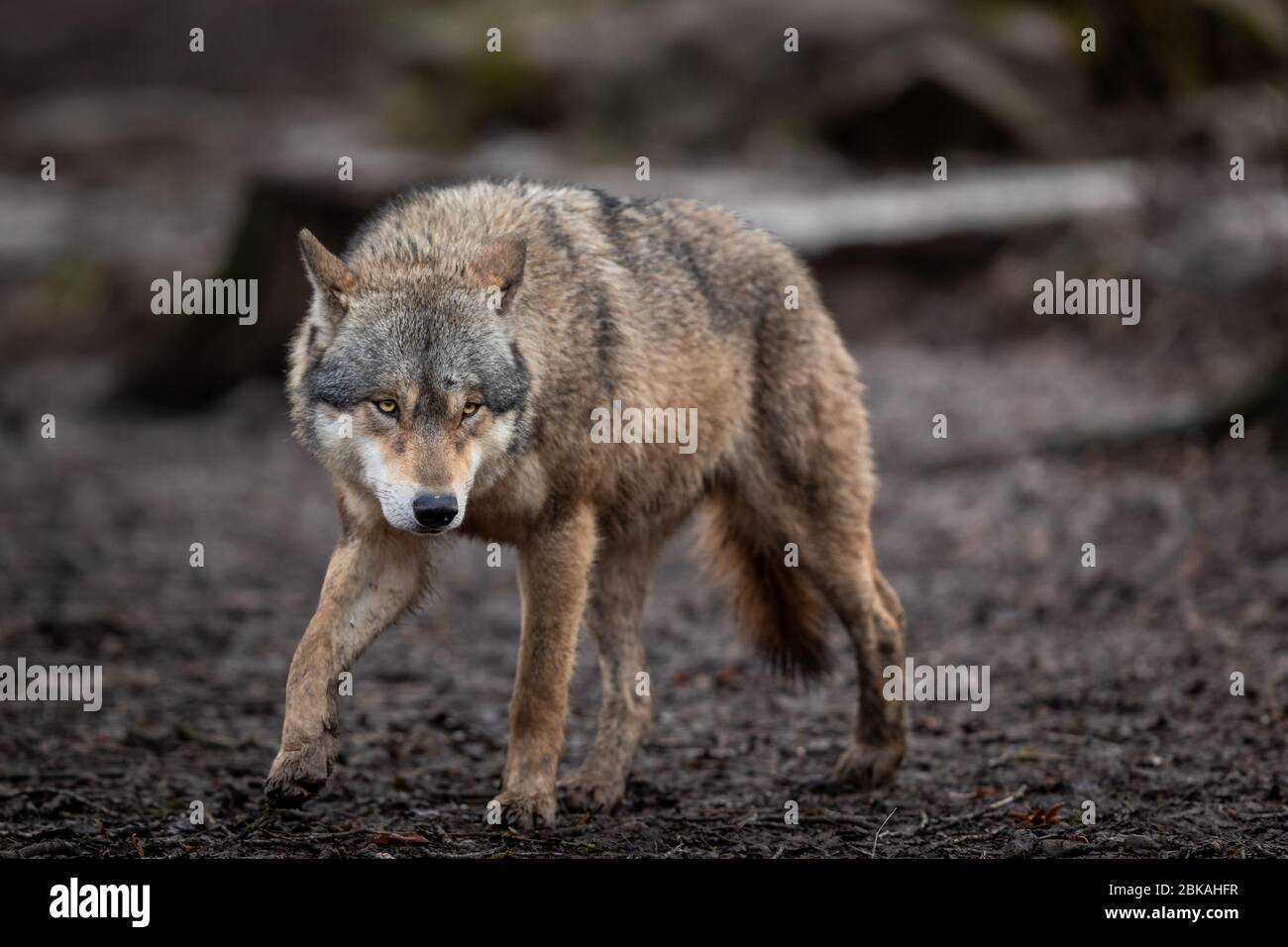 Grey wolf tail up hi-res stock photography and images - Alamy