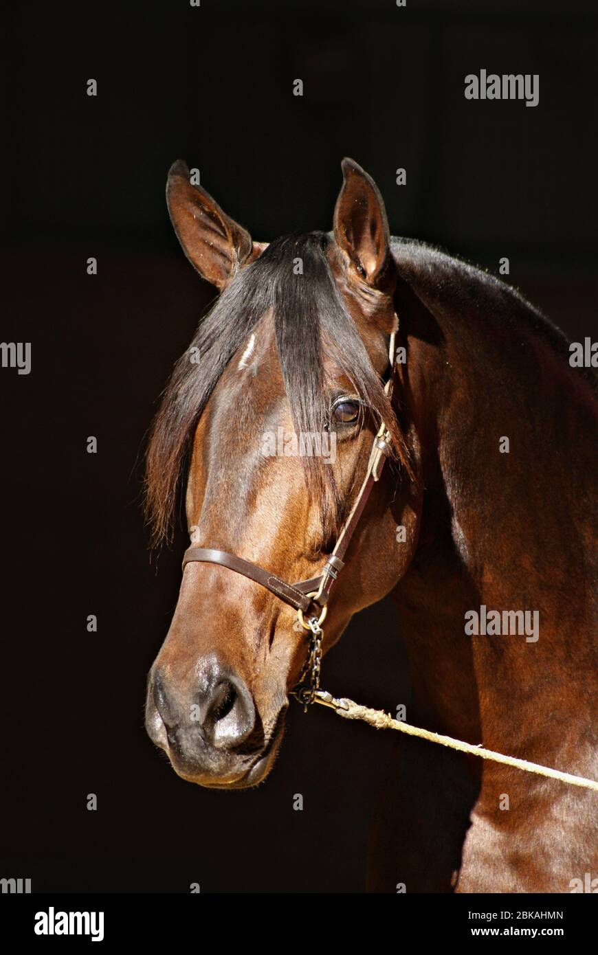Portrait of the face of a shaved brown spanish mare with dark background Stock Photo