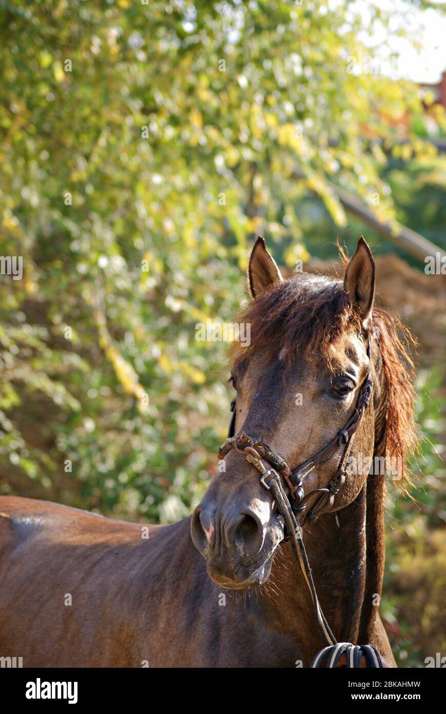 Face portrait of a beautiful buckskin spanish stallion in Spain Stock Photo
