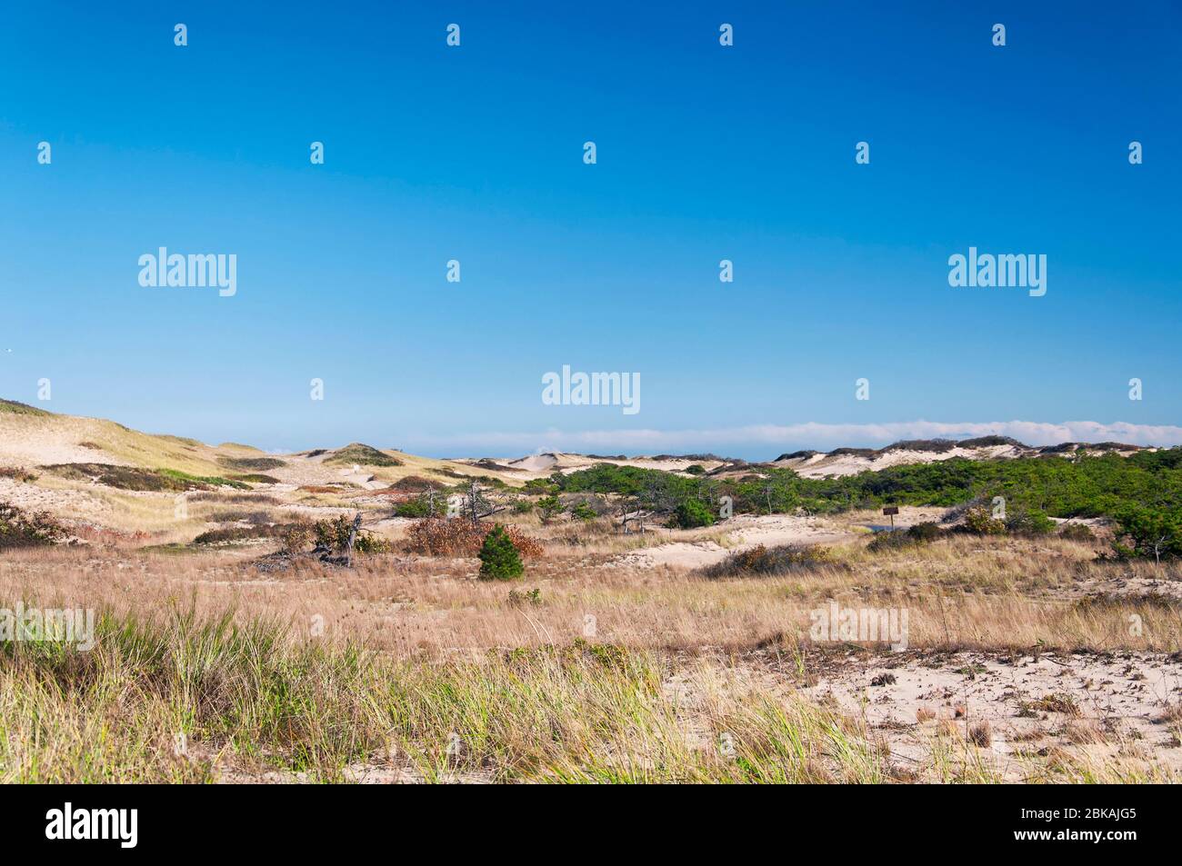 The grass covered sand dunes leading on race point on the cape cod national seashore in massachusetts. on a sunny blue sky day. Stock Photo