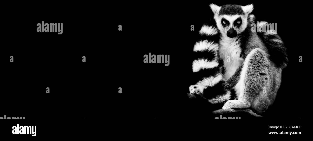 Lemur with a black background Stock Photo
