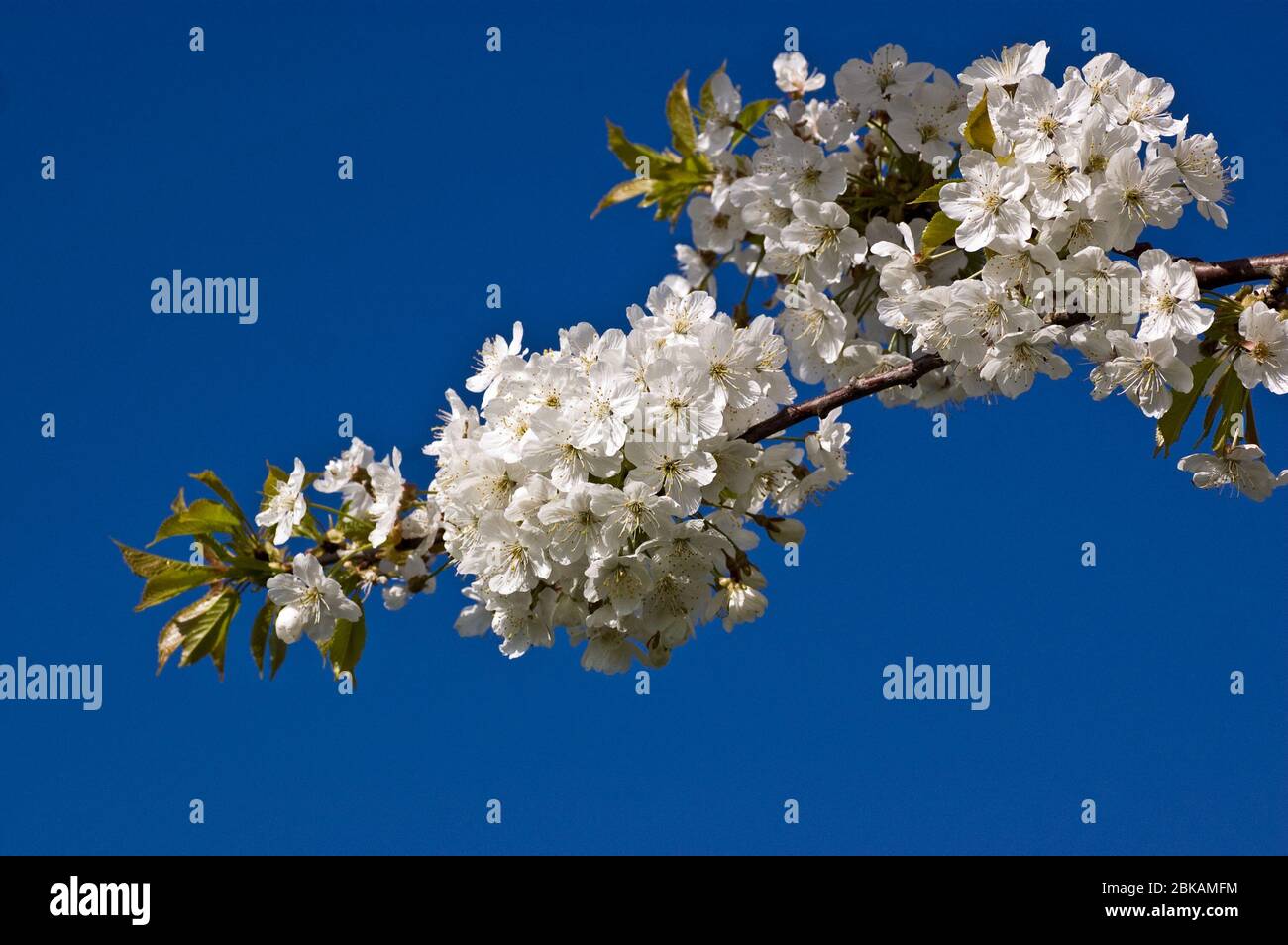 A flowering cherry tree bursting with white blossom in the spring. Stock Photo
