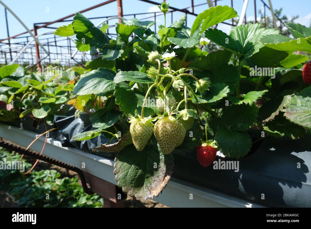 Strawberry greenhouse. Ripe and unripe strawberries in organic ...
