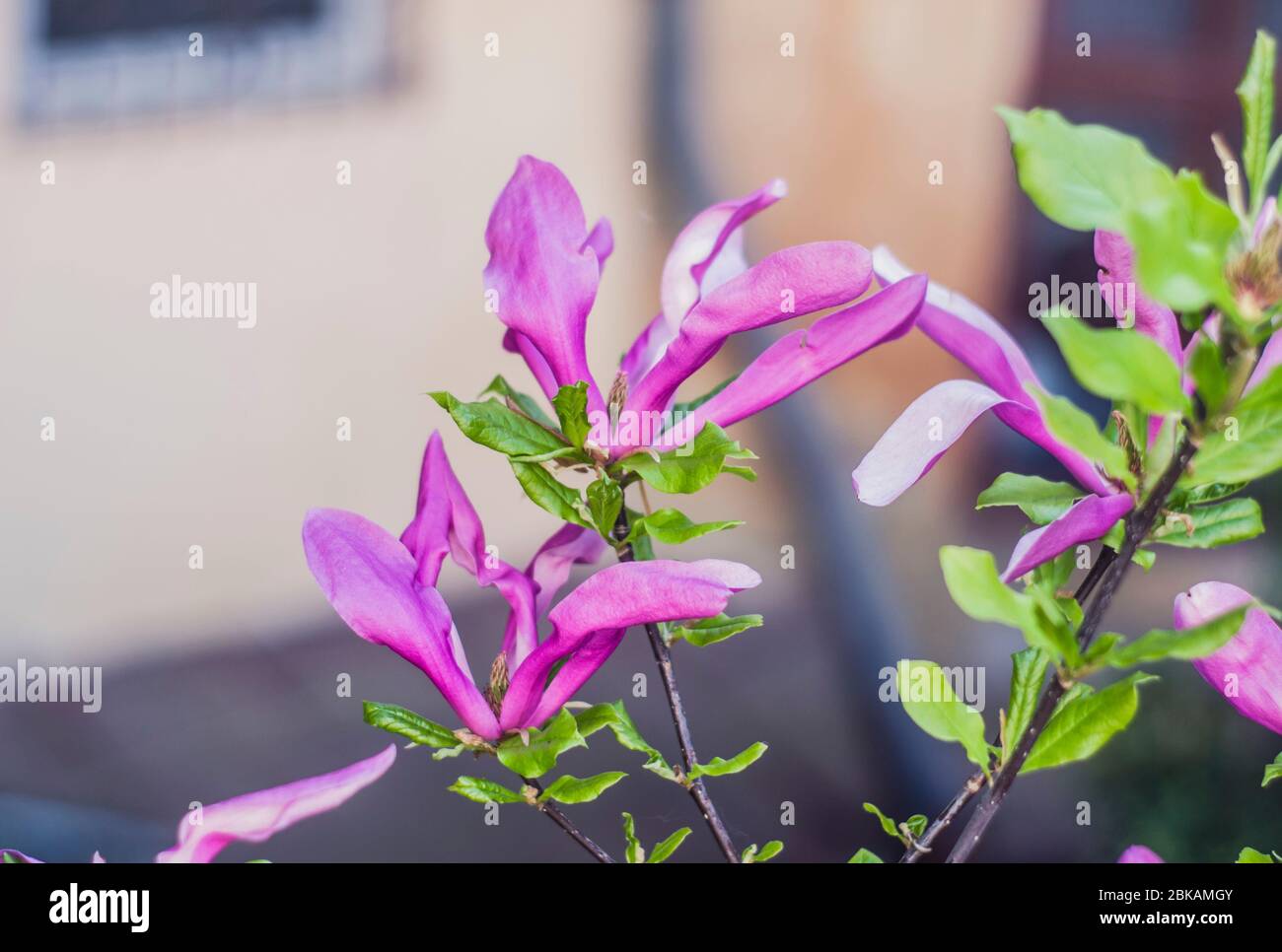 Bright gentle beautiful pink magnolia flowers on a branch of a ...