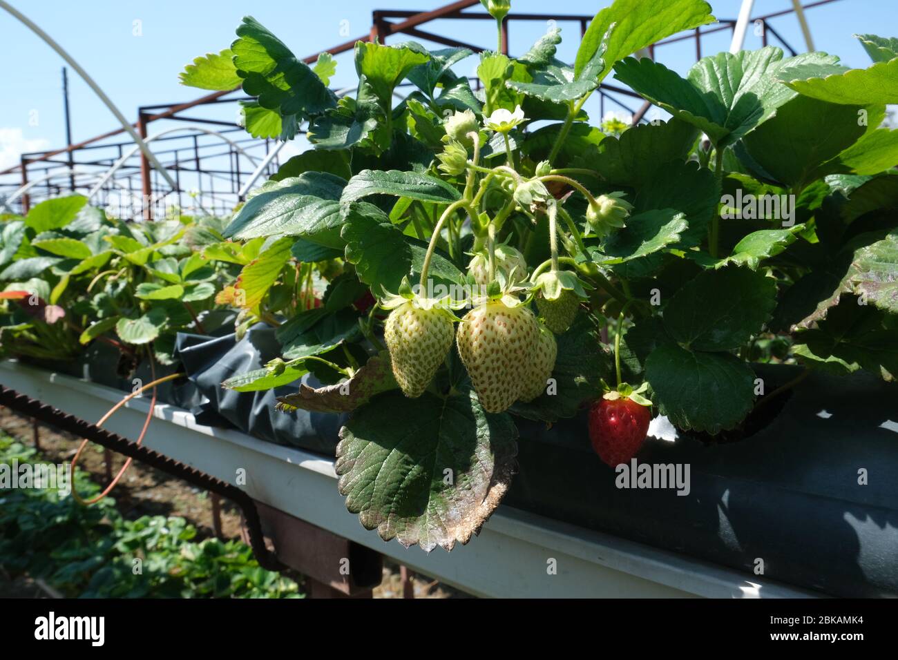 Strawberry greenhouse. Organic strawberry cultivation Stock Photo - Alamy