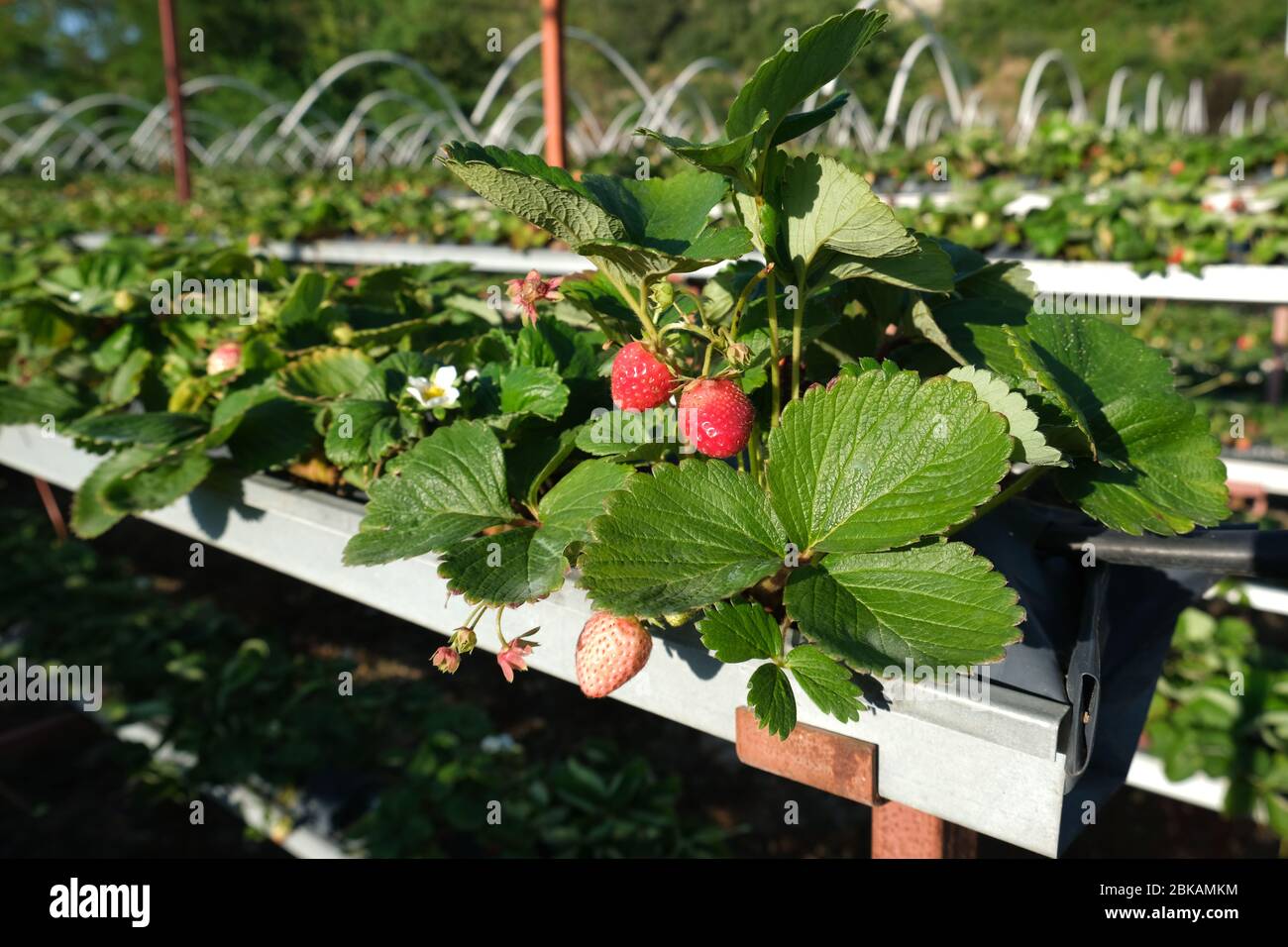Strawberry greenhouse. Ripe and unripe strawberries in organic