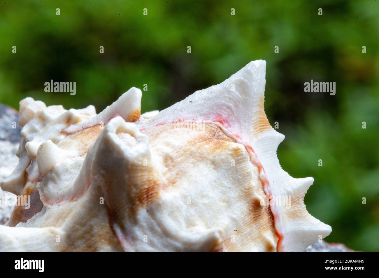 Conch is a common name applied to a number of different medium to large-sized sea snail or shells. The term generally applies to  large snails Stock Photo