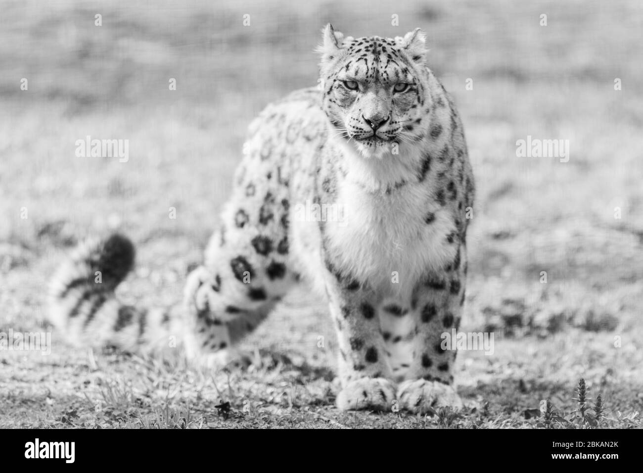 Snow leopard in the meadow Stock Photo