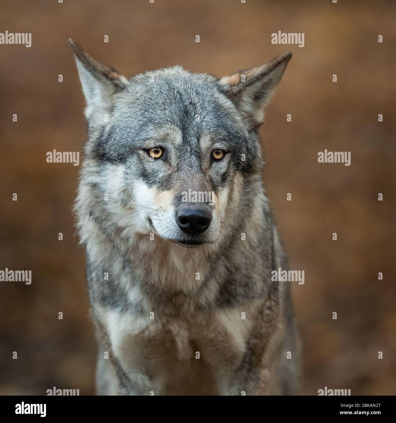 Portrait of grey wolf in the forest Stock Photo - Alamy
