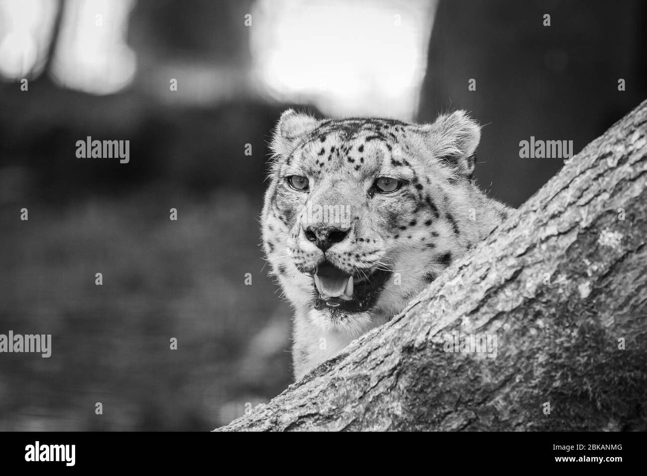 Snow leopard in the meadow Stock Photo