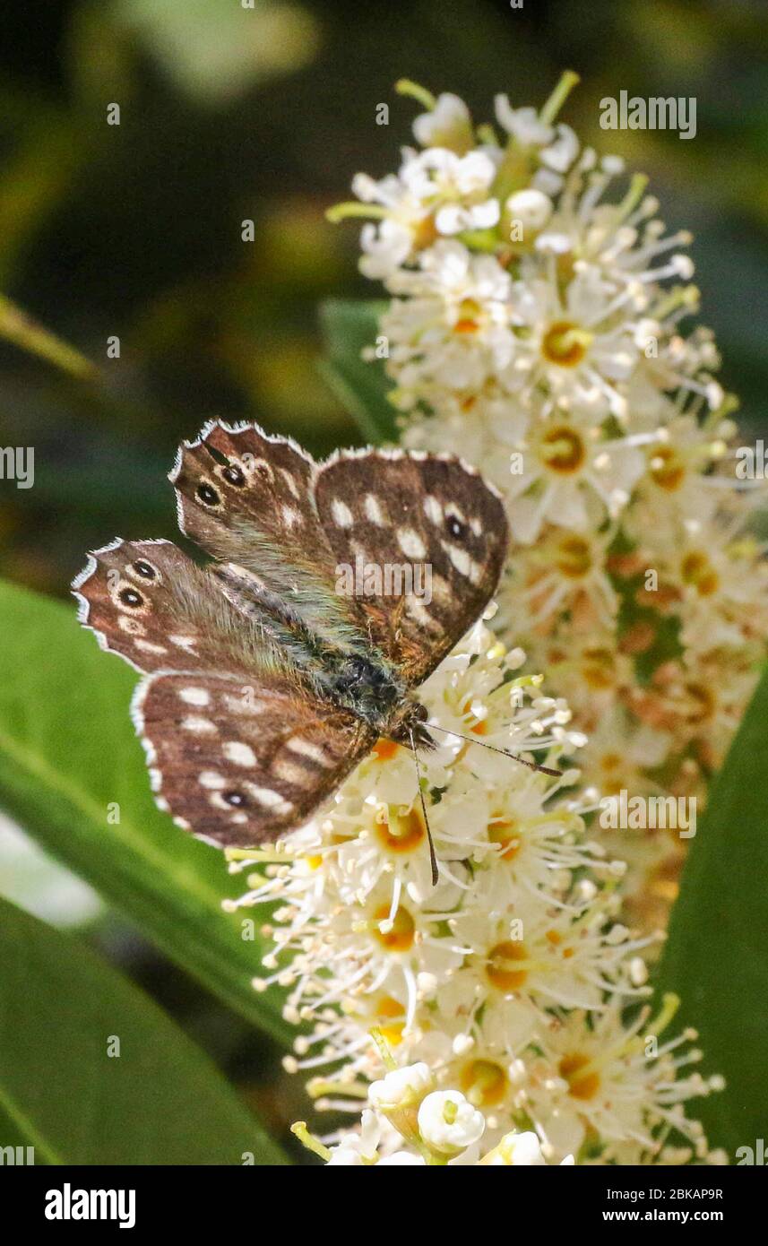 Magheralin, County Armagh, Northern Ireland. 03 May 2020. UK weather -  overcast with threatening cloud but warm when the sun breaks through. Speckled Wood Butterfly on a laurel bush.  Credit: CAZIMB/Alamy Live News. Stock Photo