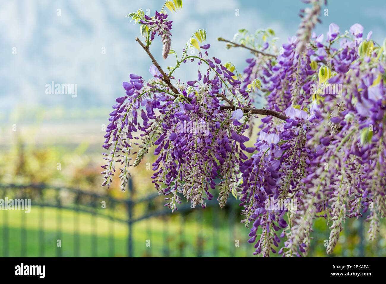 Wisteria flowers hires stock photography and images Alamy