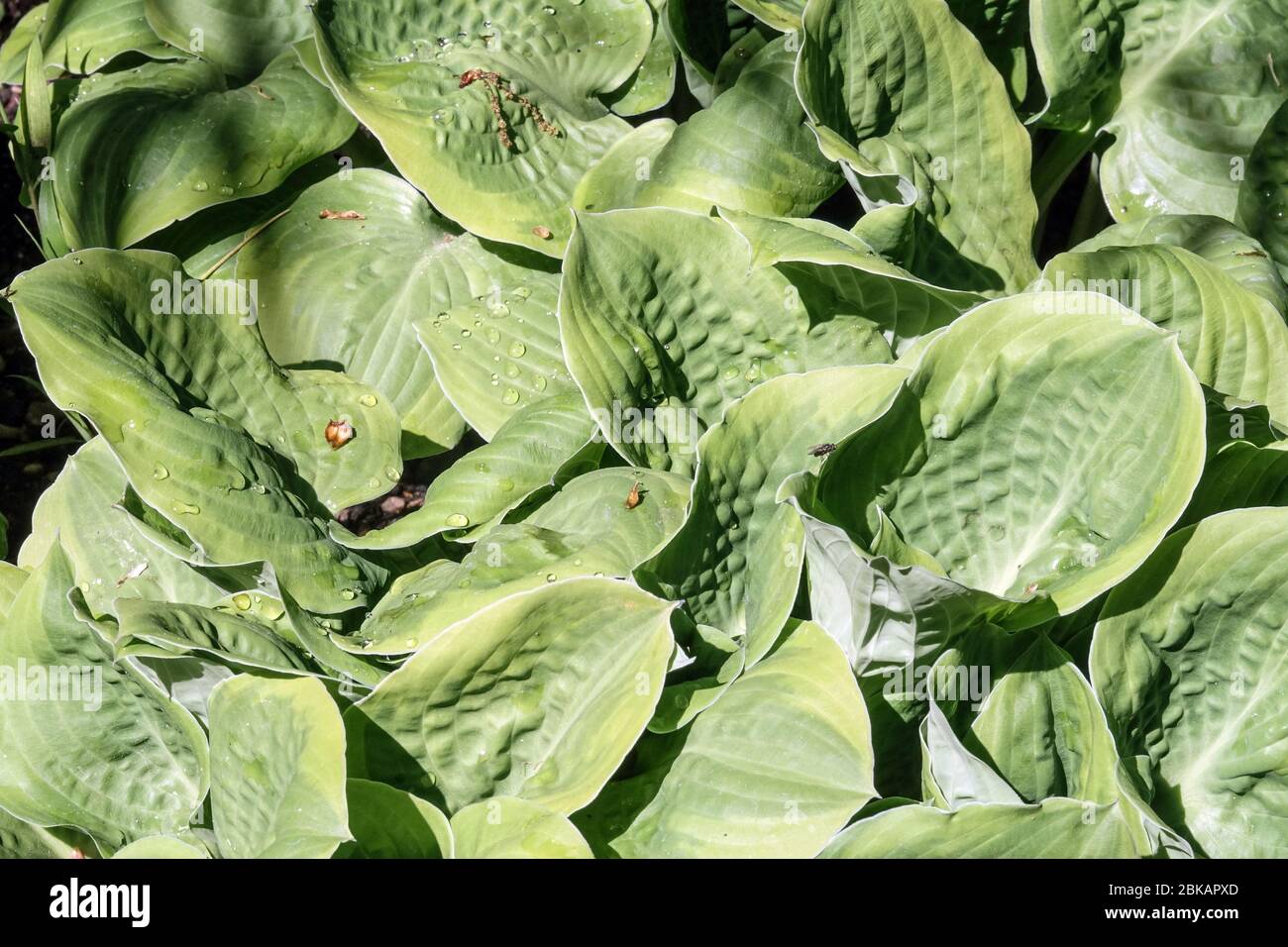 Hosta "Ice Cream Stock Photo Alamy