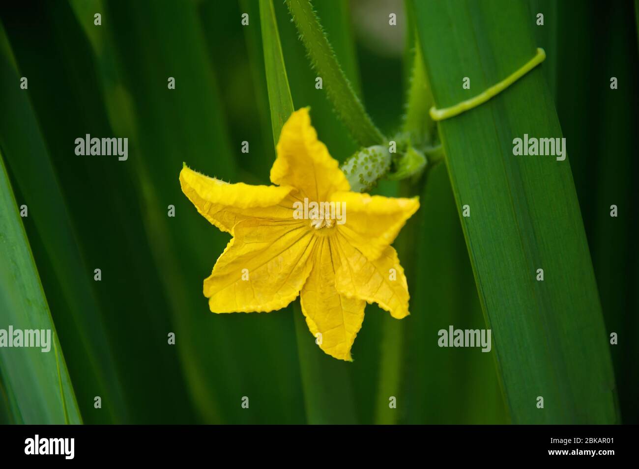 One yellow flower of the cucumber ovary. Cucumber selfpollinated plant