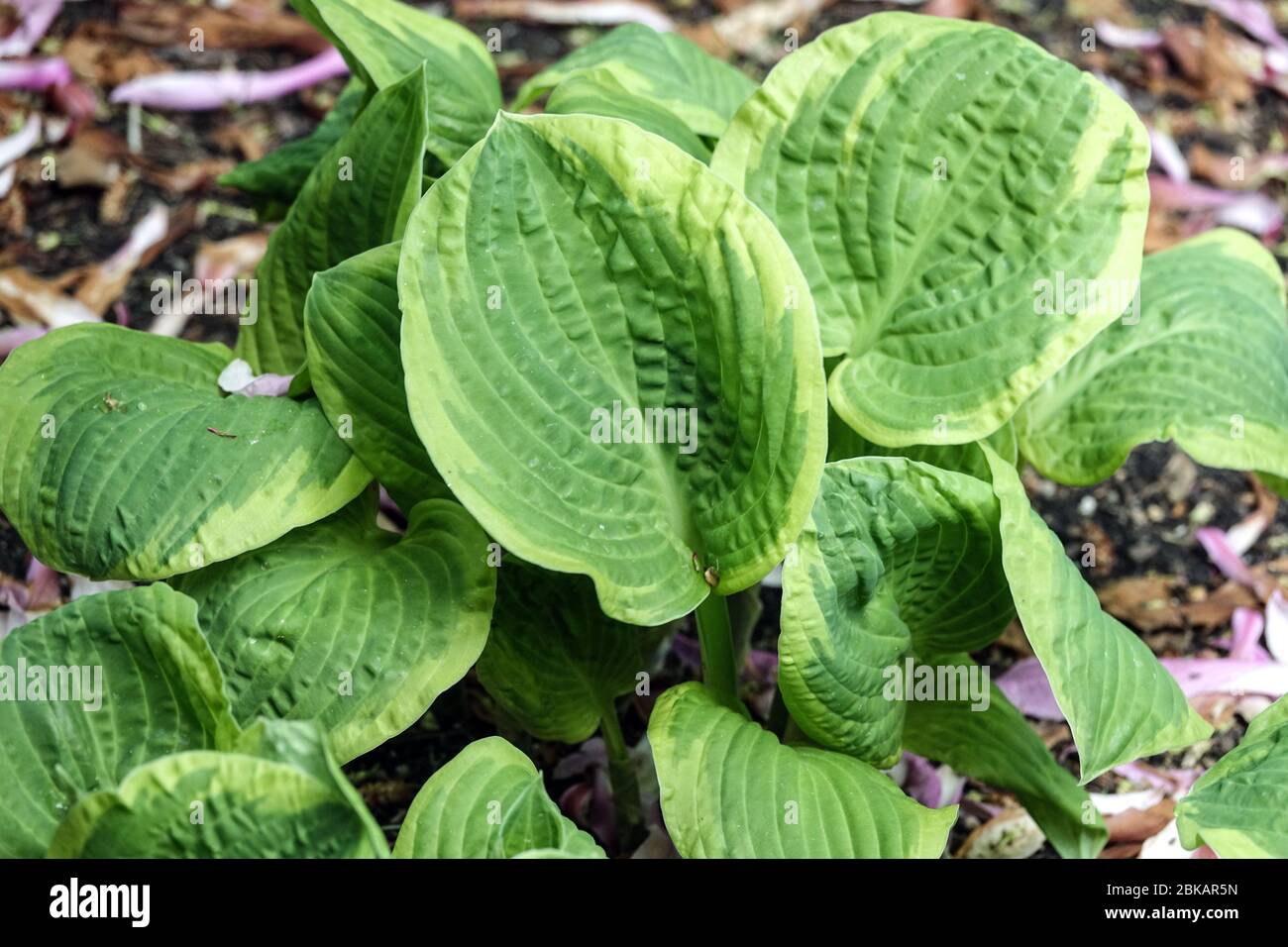 Hosta "Shade Fanfare" Stock Photo